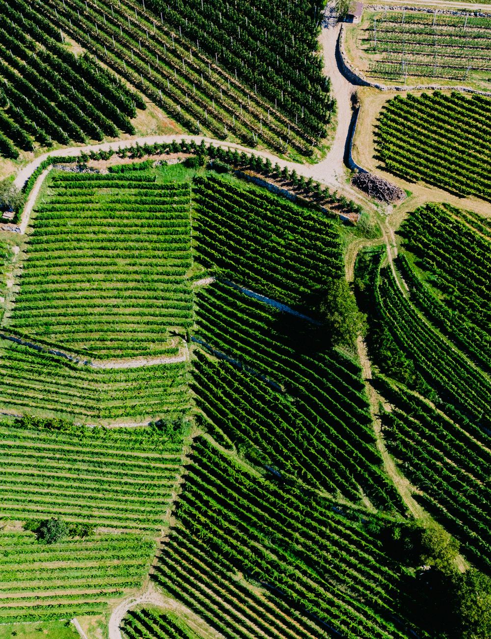 Vista aérea de cultivos en hilera