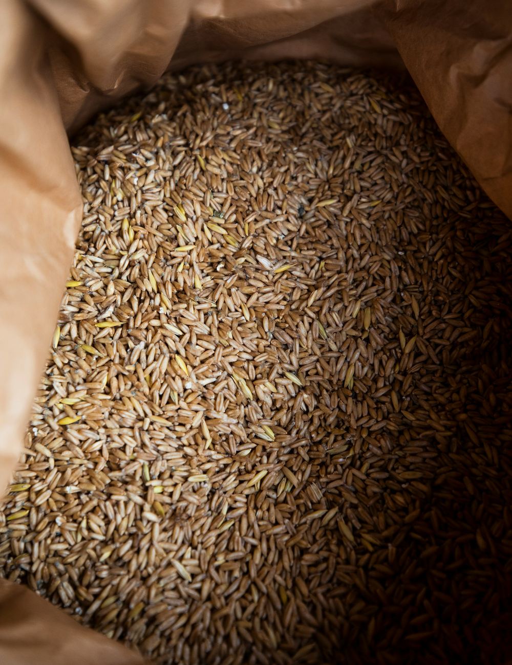 Granos de arroz cosechados
