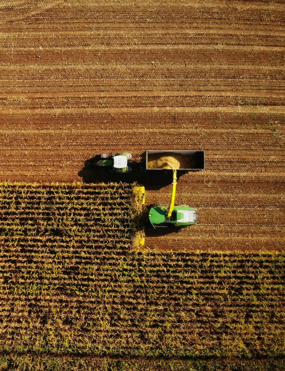 Cosechadora trabajando en el campo