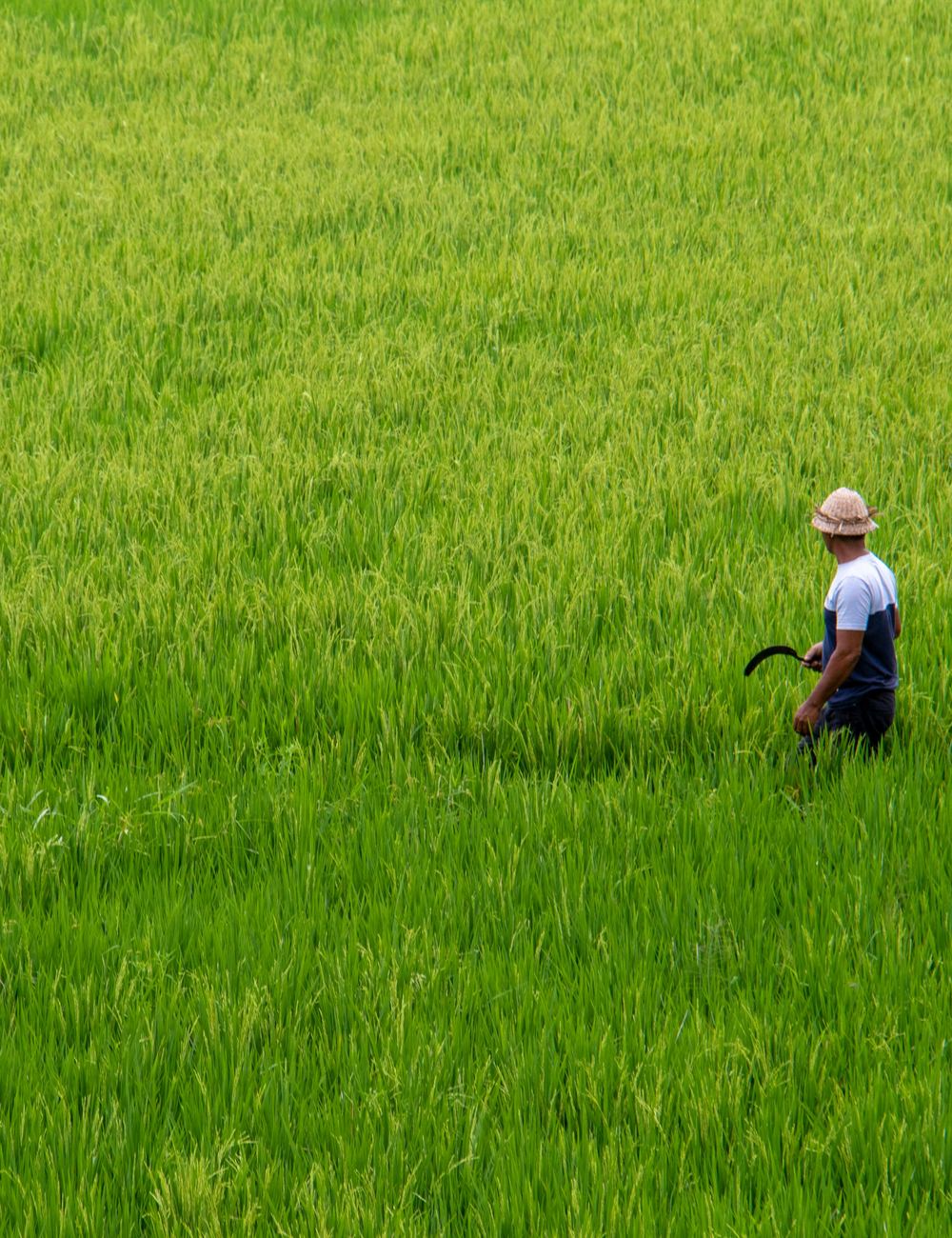 Trabajador en campo de arroz